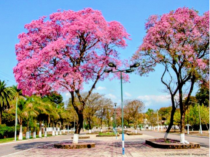 Dos lapachos rosados en plena floración en una plaza de Calilegua