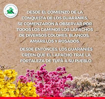 Tarjeta con la creencia guaraní sobre los lapachos de flores amarillas, rosadas y blancas