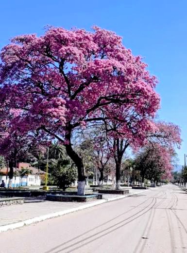 Álameda de lapachos rosados bordeando una calle de la ciudad