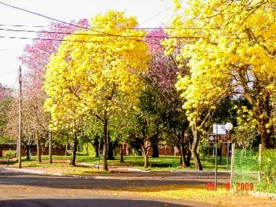 Lapachos amarillos y rosados florecidos junto a una plaza